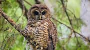 Keajaiban Evolusi dari Leher Burung Hantu yang Fleksibel