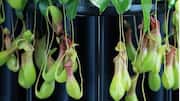Tips Menumbuhkan Nepenthes di Dalam Ruangan