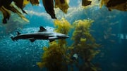 Penggunaan Inovatif Rumput Laut dalam Pembangunan Perkotaan Berkelanjutan