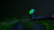 Organisme Bioluminesen: Penjelasan tentang Sumber Cahaya Alam