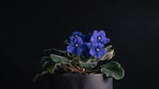 Kesalahan Umum Dalam Menanam African Violet