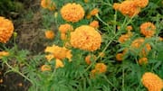 Cara Menanam Bunga Marigold Sepanjang Tahun
