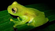 Katak Kaca: Rahasia Kulit Transparan