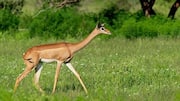 Memahami Preferensi Habitat Rusa Berleher Panjang yang Unik