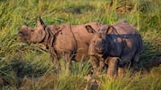 Lima Struktur Sosial Unik Badak di Alam Liar