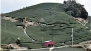 Perkebunan Teh Menawan di Jepang yang Wajib Dikunjungi
