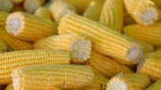 Lima cara kreatif menggunakan tongkol jagung sisa