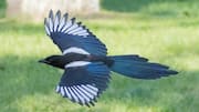 Lima Strategi Kamuflase Burung Magpie untuk Menghindari Predator
