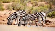 Mengamati Lima Perilaku Mengejutkan Zebra di Alam Liar