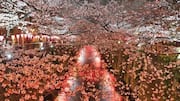 Tempat Terbaik Melihat Bunga Sakura di Jepang