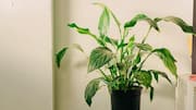 Cara efektif memurnikan udara dengan tanaman indoor