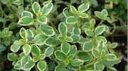 Menanam Lemon Thyme di Dalam Ruangan: Lima Tips Terbaik