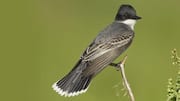 Mempelajari Pola Ekor Kingbird yang Menarik