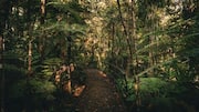 Menjelajahi Hutan Ajaib di Selandia Baru