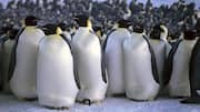 Adaptasi Unik Penguin di Lingkungan yang Dingin