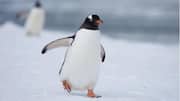 Mengungkap Rahasia Mekanika Berjalan dan Efisiensi Energi Penguin