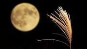 Hubungan Mengejutkan antara Astronomi dan Pertumbuhan Tanaman