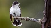 Mempelajari Kebiasaan Sosial Kingbird yang Mengejutkan