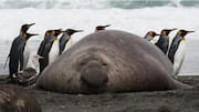 Hubungan Simbiosis yang Dipertahankan Penguin di Habitat Alaminya