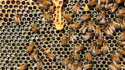 Lima Fakta Menarik tentang Struktur Sarang Lebah dalam Teknik