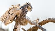 Mengungkap Struktur Cakar Burung Hantu yang Unik