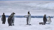 Lima Panggilan Unik Penguin di Habitat Antartika