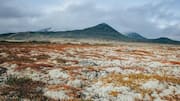Menjelajahi Tundra Arktik Norwegia dan Flora Uniknya