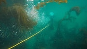 Fakta Menarik tentang Kabel Internet Bawah Laut