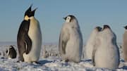 Pentingnya Panggilan Penguin dalam Proses Kawin dan Penandaan Teritori
