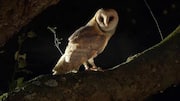 Burung Hantu: Penguasa Malam dengan Kemampuan Pendengaran yang Luar Biasa