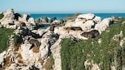 Menjelajahi Keindahan Kaikoura di Selandia Baru