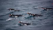 Cara Penguin Menghindari Predator dengan Berenang di Perairan Dingin