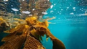 Peran Rumput Laut dalam Solusi Bioplastik Terkini
