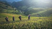 Lima Terasering Sawah Menawan di Vietnam