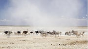 Menyaksikan Satwa Liar di Taman Nasional Etosha, Namibia