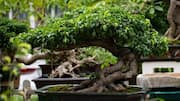 Menguasai Seni Memangkas Pohon Bonsai Ficus