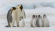 Memahami Dinamika Sosial Penguin yang Menarik