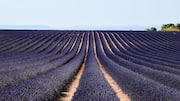 Ladang Lavender Memikat di Provence, Prancis