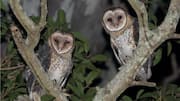 Mengungkap Kebiasaan Malam Burung Hantu
