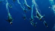 Mengungkap Rahasia Kamuflase Penguin di Bawah Air