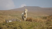 Rekomendasi Jalur Hiking di Brecon Beacons, Wales