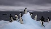 Perilaku Menarik Penguin di Habitat yang Beragam