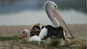 Taktik Luar Biasa Pelikan dalam Merawat Anaknya