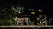 Kehidupan Rahasia Macan Tutul di Area Perkotaan