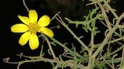 Fakta-Fakta Unik Perawatan Bunga Aster Afrika