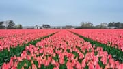 Menjelajahi Ladang Tulip Belanda dengan Sepeda