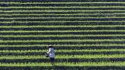 Sawah Terasering di Bali Tanpa Keramaian Wisatawan