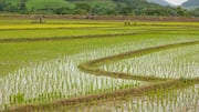 Pertanian Cerdas Tingkatkan Efisiensi Produksi Padi