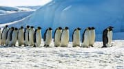 Taktik Komunikasi Penguin: Sinyal Non-Verbal dalam Koloni