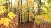 Menjelajahi Keindahan Hutan Mapel Kanada